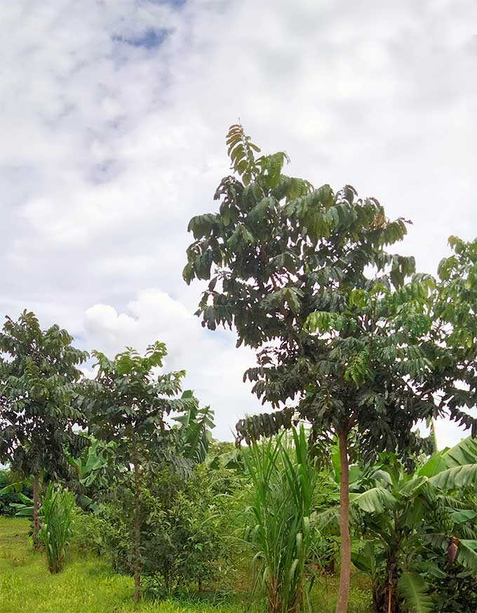 typische Pflanzen der Farm