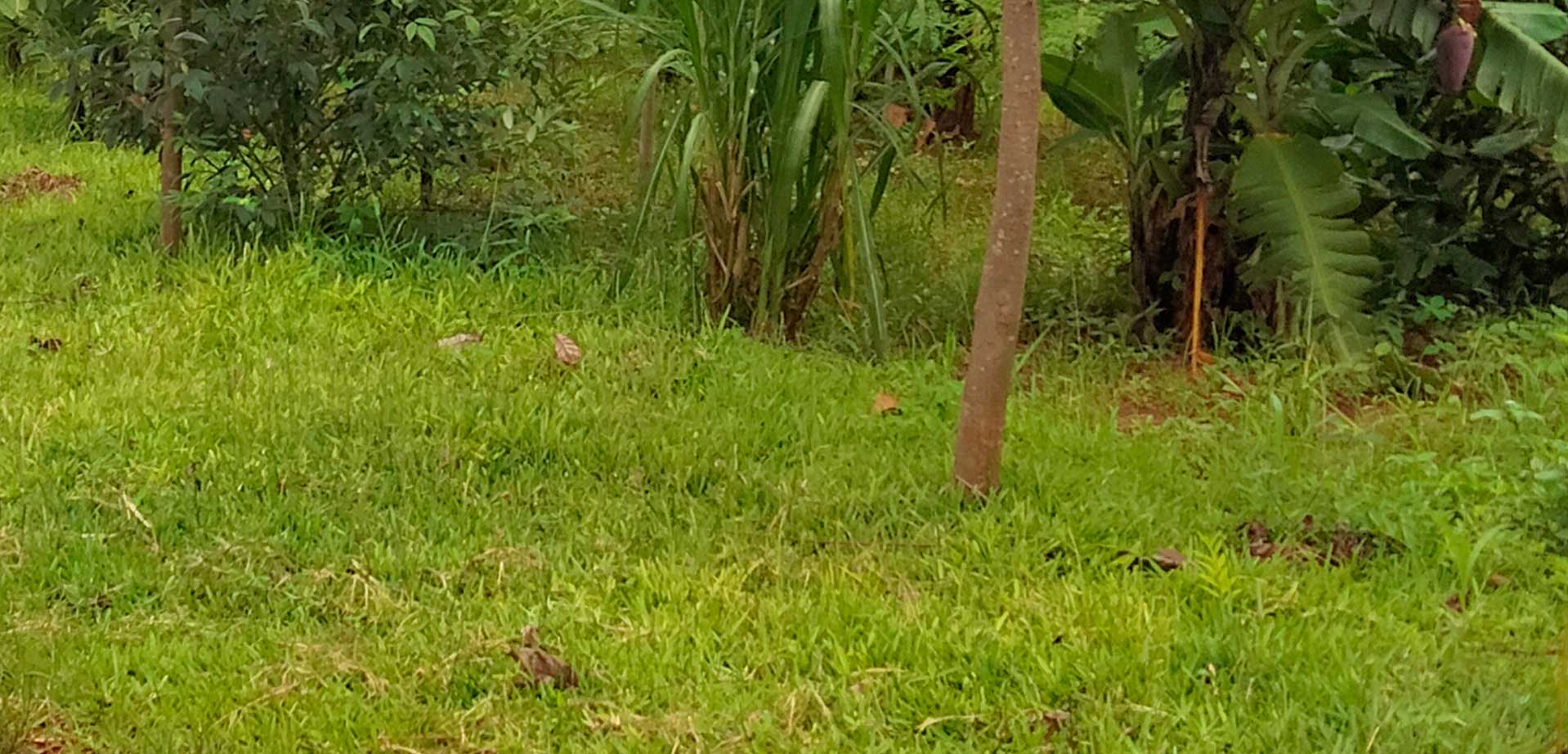 typische Pflanzen der Farm