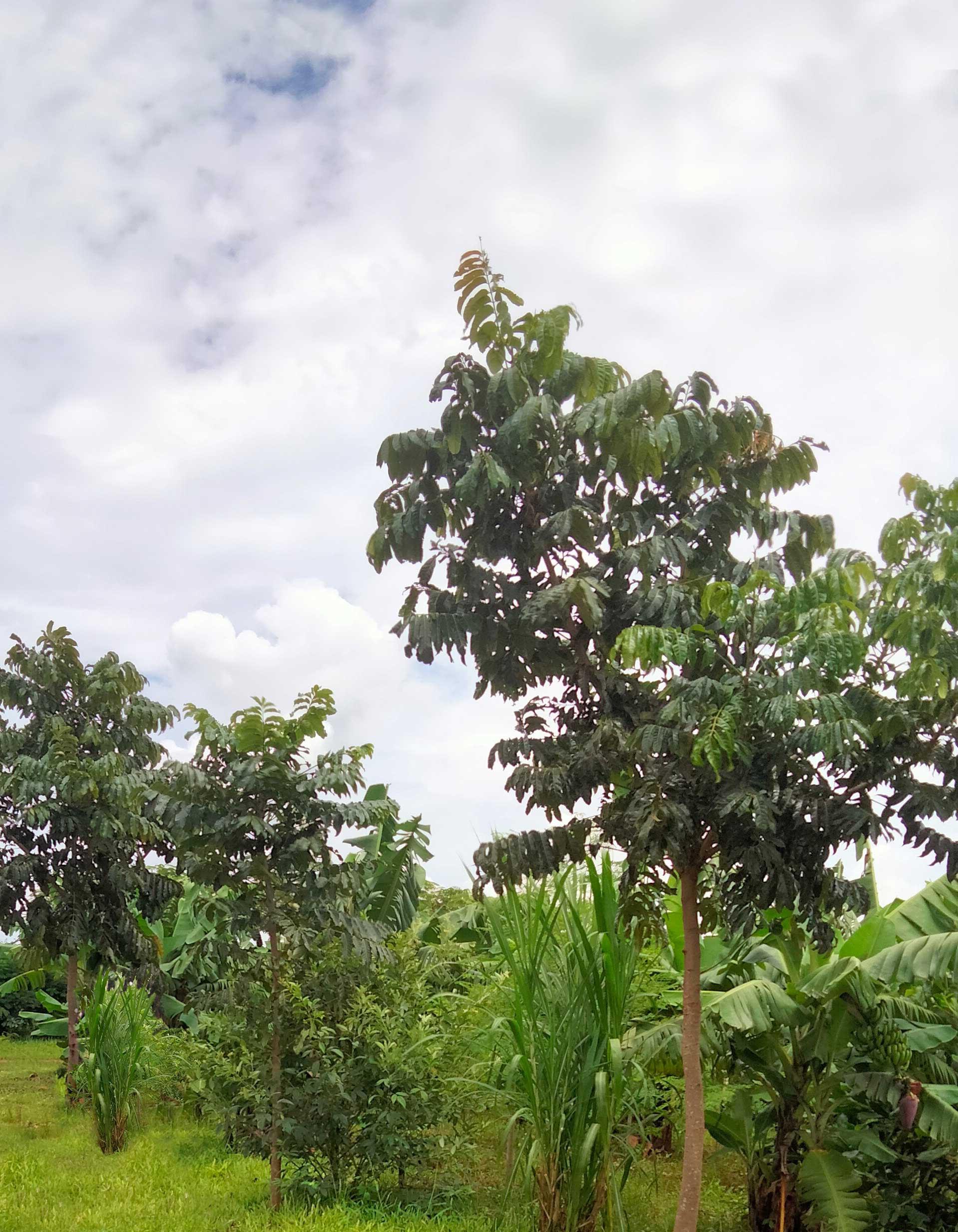 typische Pflanzen der Farm