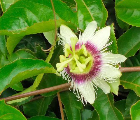 Bluete einer Passionsblume