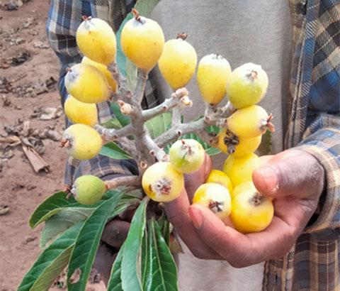 Mann haelt geerntete Fruechte in der Hand