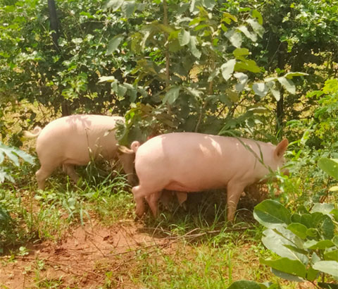 eine Gruppe Gaense ruht in Stroh