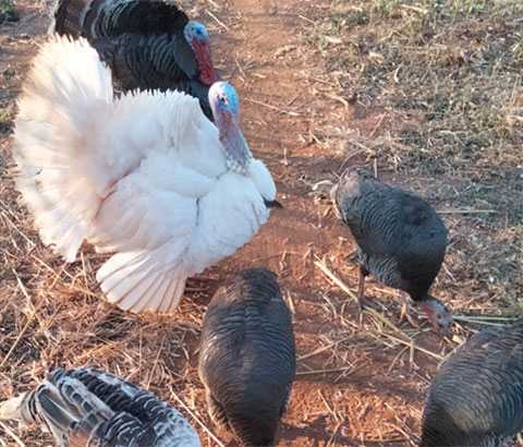 Eine Gruppe von Truthahnen pickt Futter vom Boden
