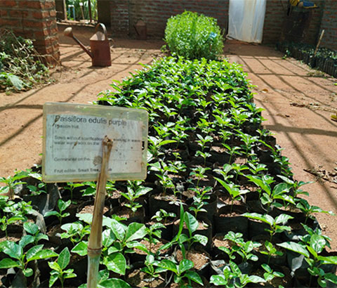 gruene Zitronen haengen in den Baeumen