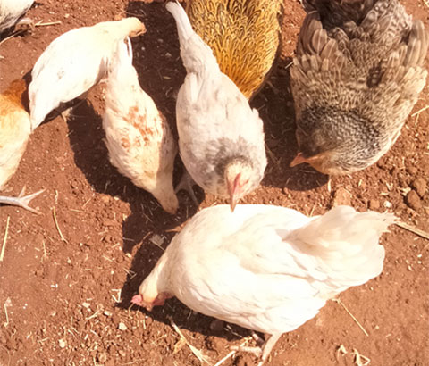 Huehner scharren in der Erde