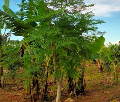 Baeume und Buesche auf der Farm